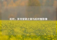 松叶，岁月坚韧之章与松叶蟹影像