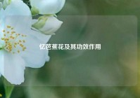 忆芭蕉花及其功效作用