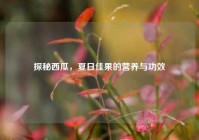 探秘西瓜，夏日佳果的营养与功效