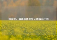 薄荷叶，清新草本的多元功效与主治