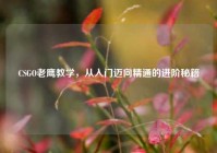 CSGO老鹰教学，从入门迈向精通的进阶秘籍